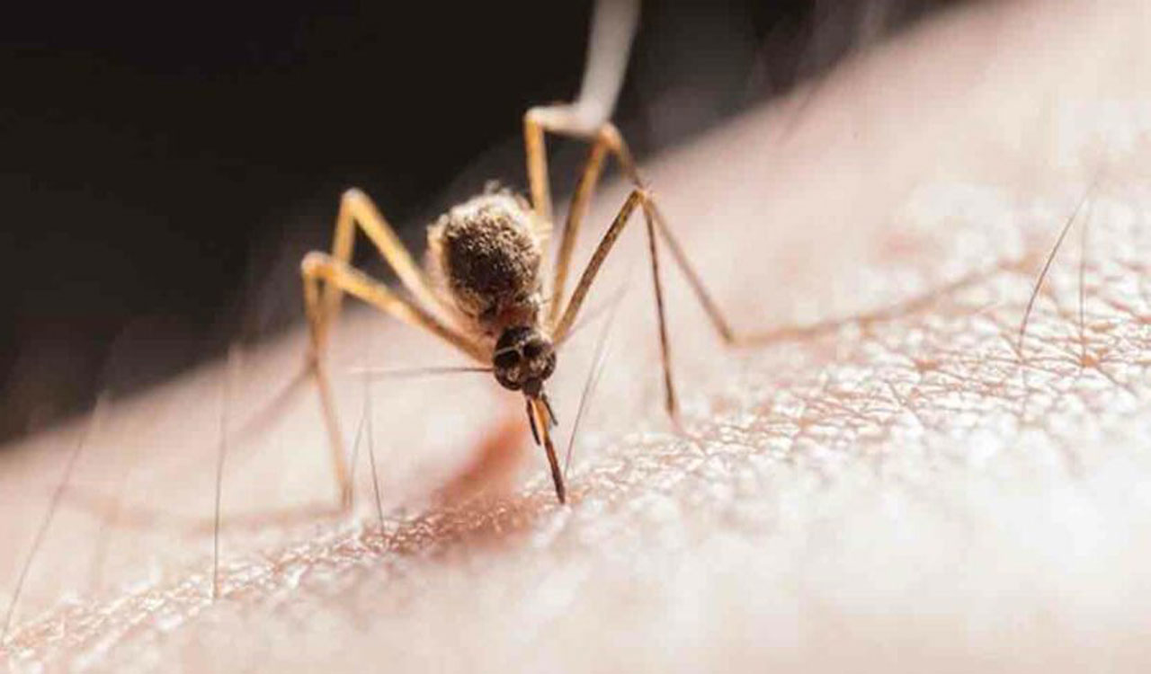 Vector-borne diseases decline in Mancherial, claim officials