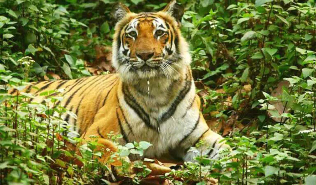 Movement of tiger family triggers panic among locals in Asifabad ...