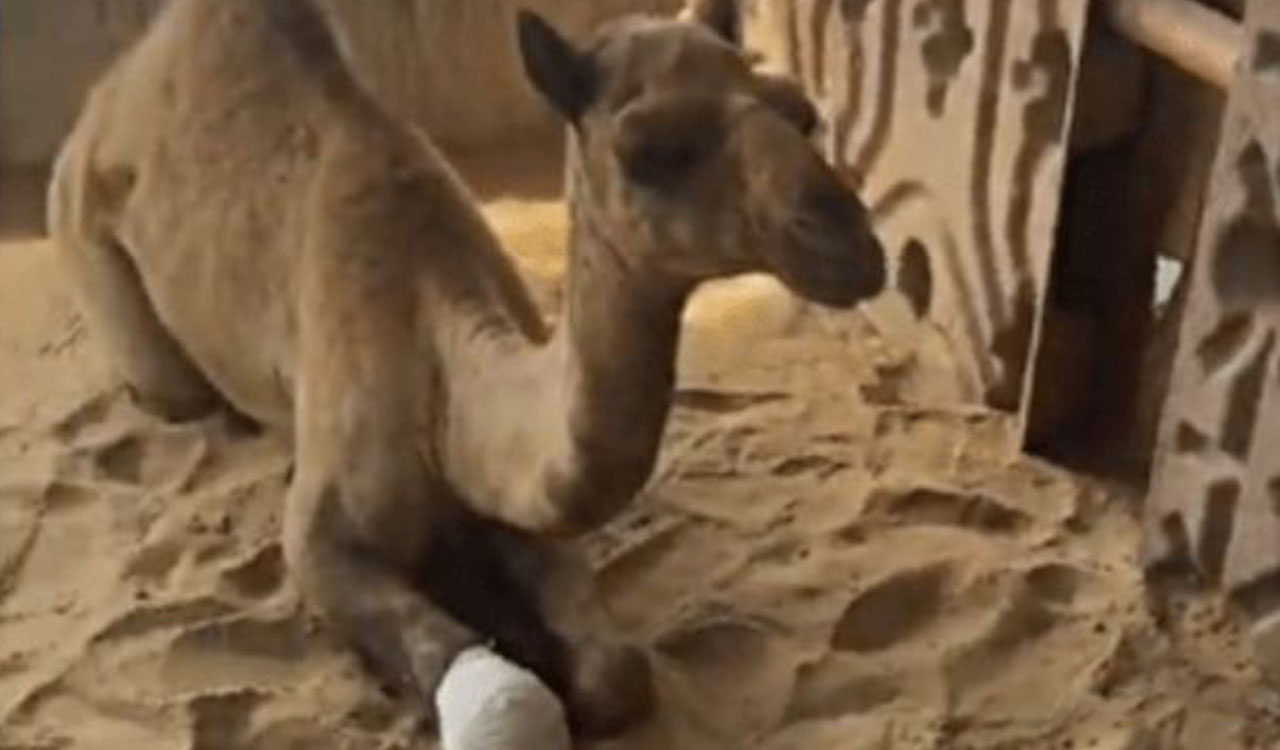 Cruel landlord chops off camel’s leg for trespassing in Pakistan