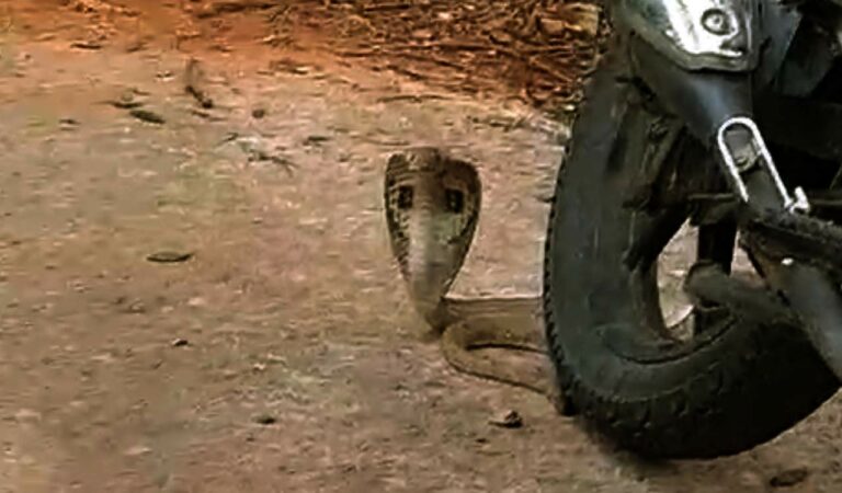 Constable Gundla Prashant was combing in the forest area, when a snake bit him.