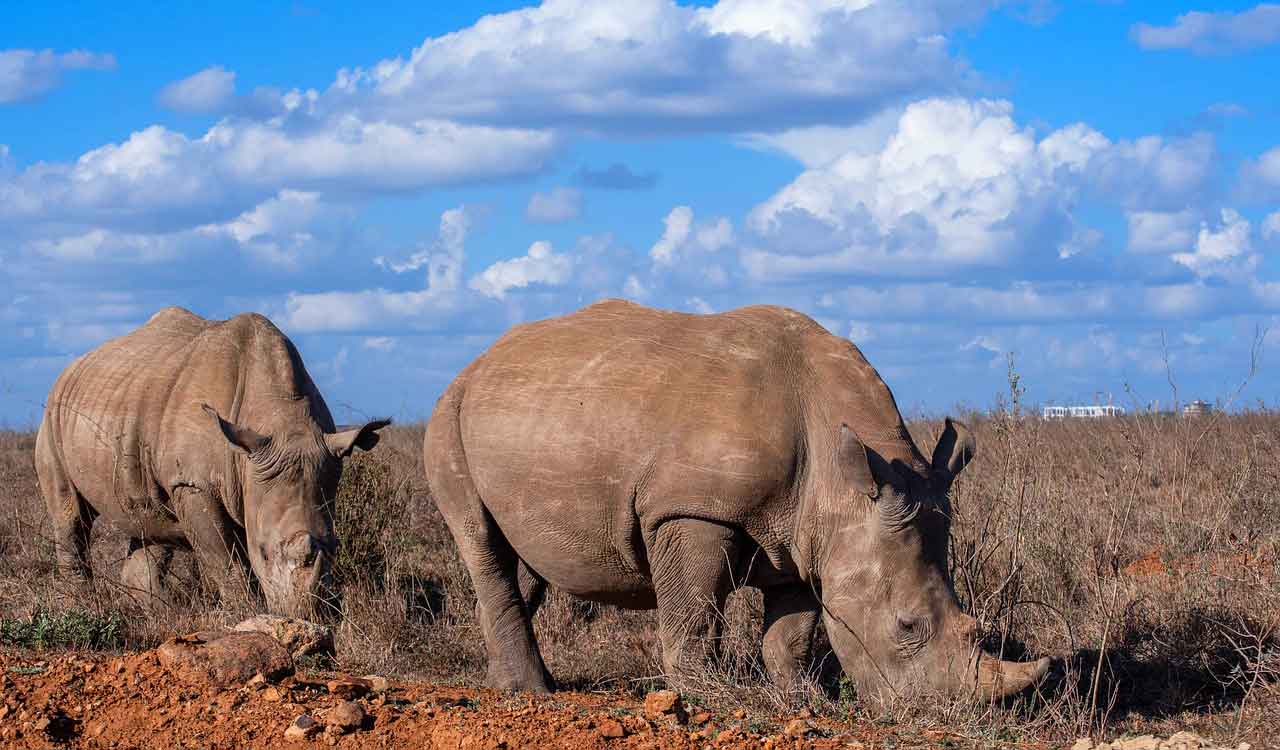 South African researchers test nuclear tech to curb rhino poaching