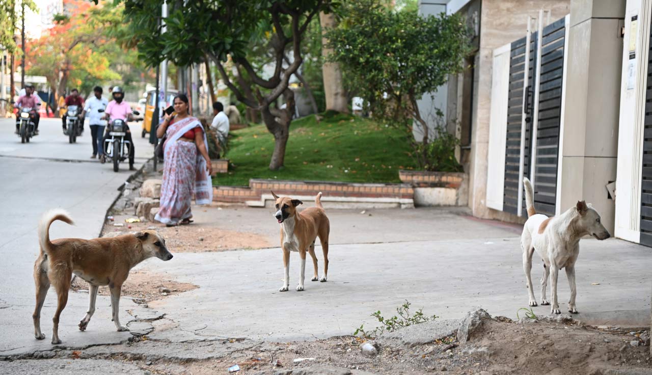 Stray dog menace in Hyderabad turns never-ending horror story-Telangana ...