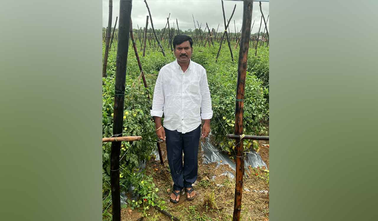 Telangana: Crorepati tomato farmer reveals his recipe for success