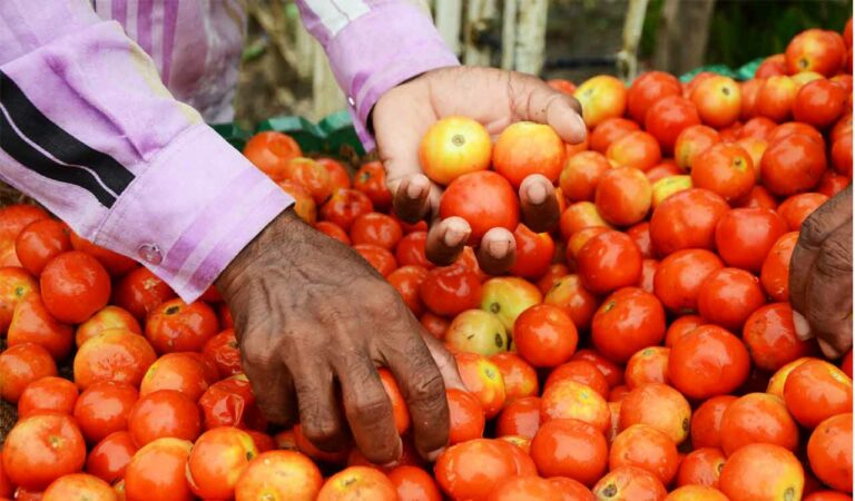 Tomato turns red hot again, prices cross Rs. 100 a kg across Telangana