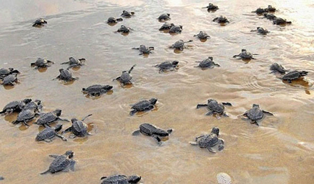 Tamil Nadu releases highest number of sea turtles into Bay of Bengal ...