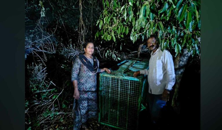 Animal trap with a bait