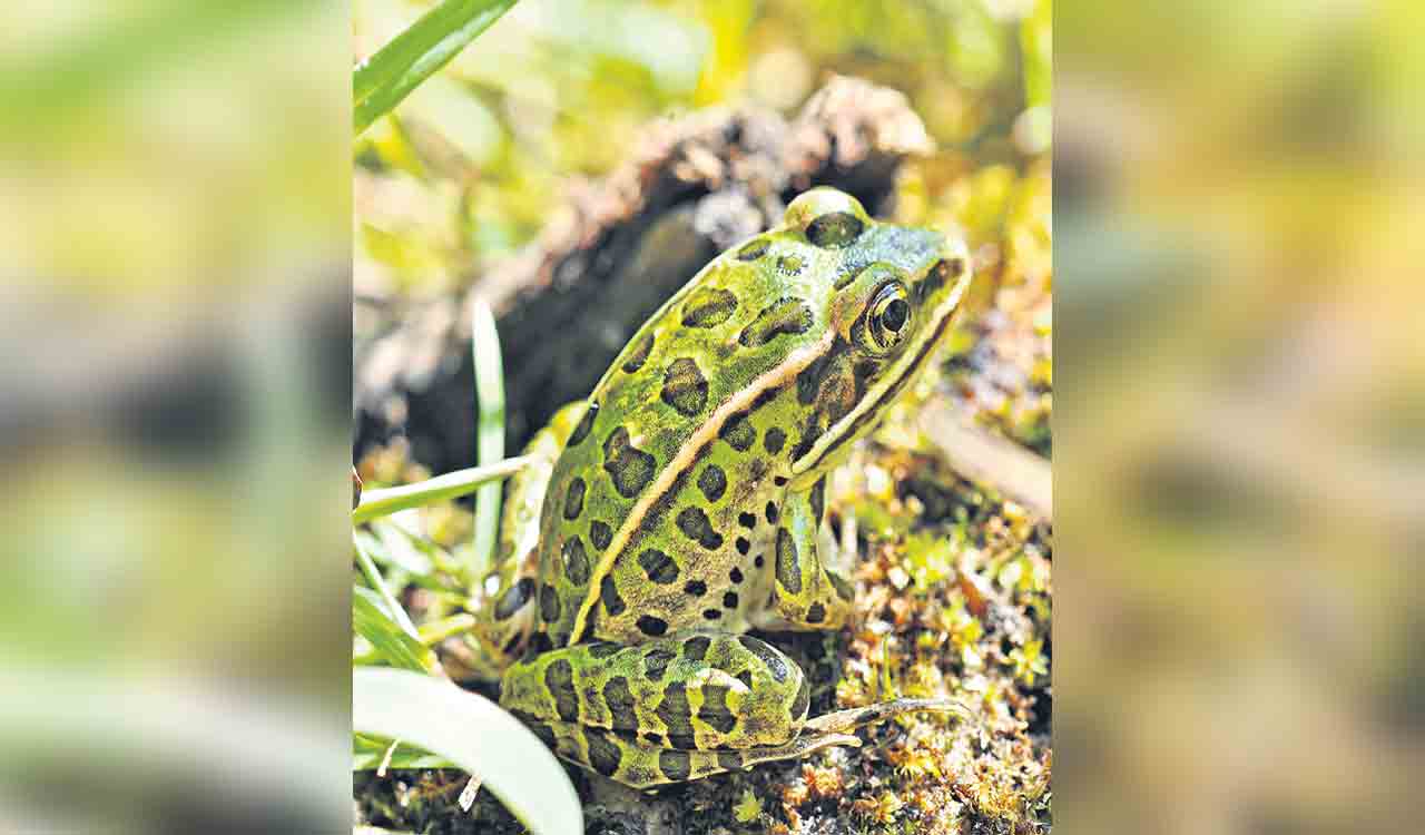 Explaining natural ecosystems: Preservation and restoration challenges