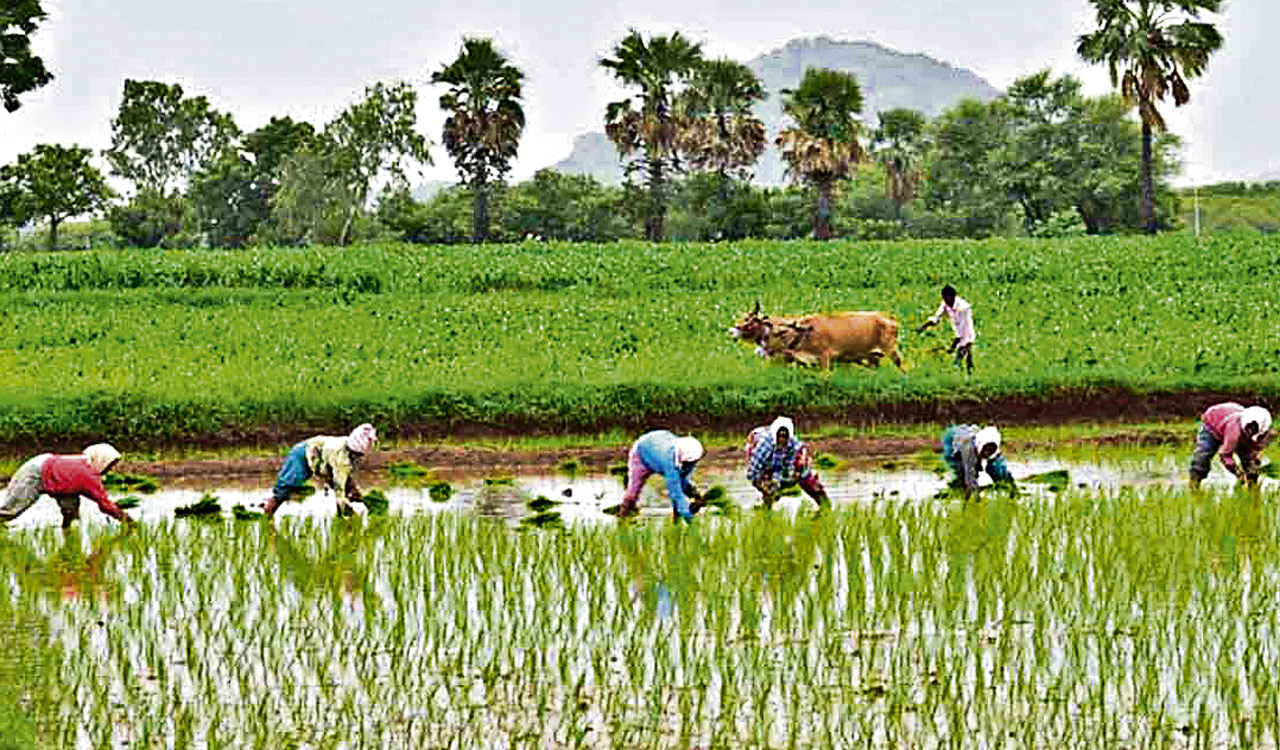 Telangana: Sowing operations completed in 38 lakh acres despite ...