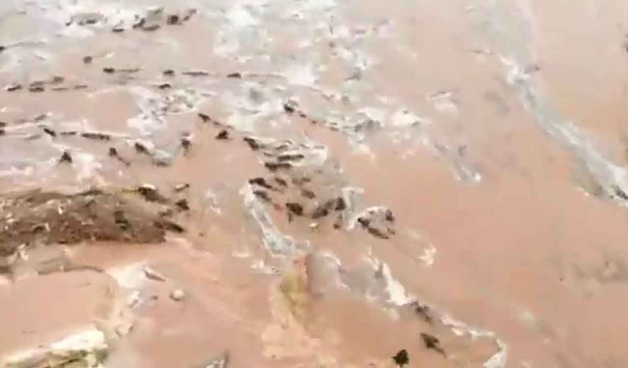 Watch: Scores of cattle wash away in Peddavagu due to heavy rains in Asifabad