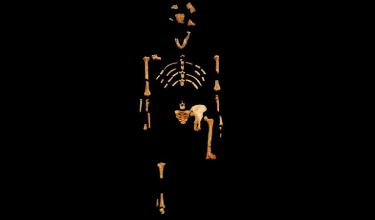 What the 3.2 million-year-old Lucy fossil reveals about nudity and shame