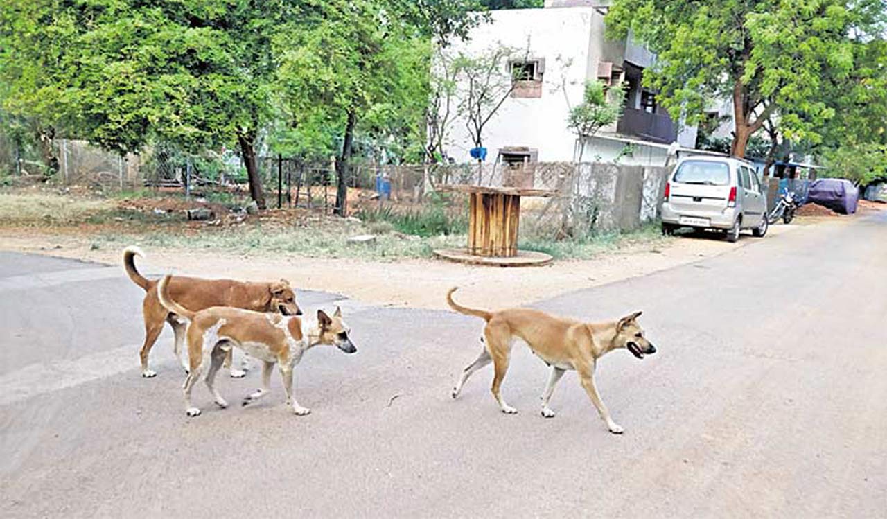 Patancheru witnesses 96 stray dog attacks in June alone!