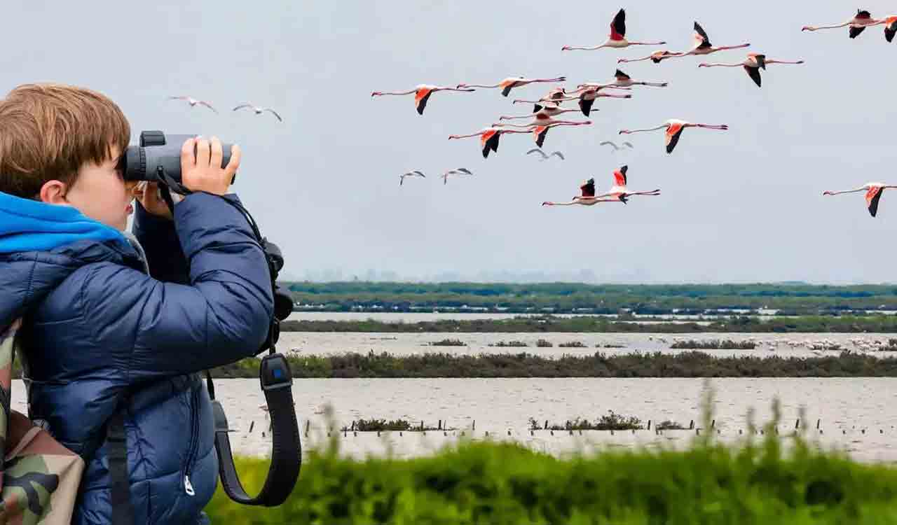 Getting started with birdwatching