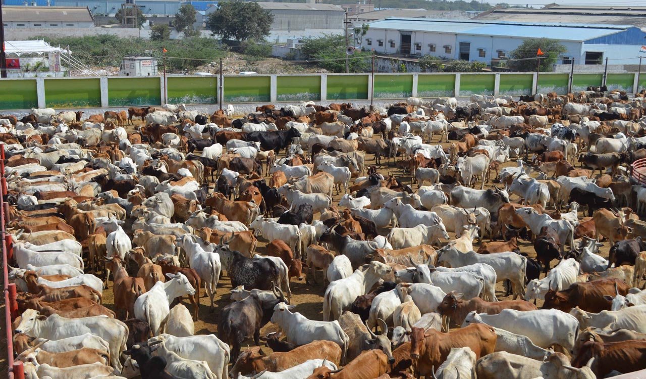 One of India’s biggest veterinary hospitals coming up in Hyderabad