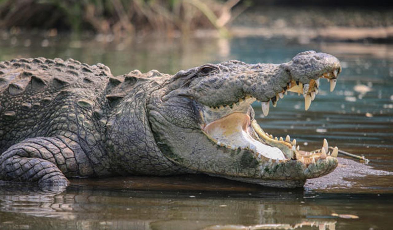 Crocodile attacks a fisherman in Pakhal lake of Warangal