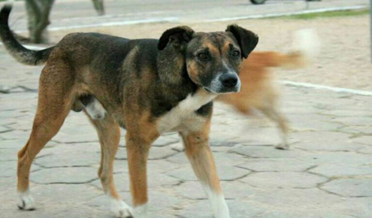 Sangareddy: Pack of street dogs maul six-year-old boy to death ...