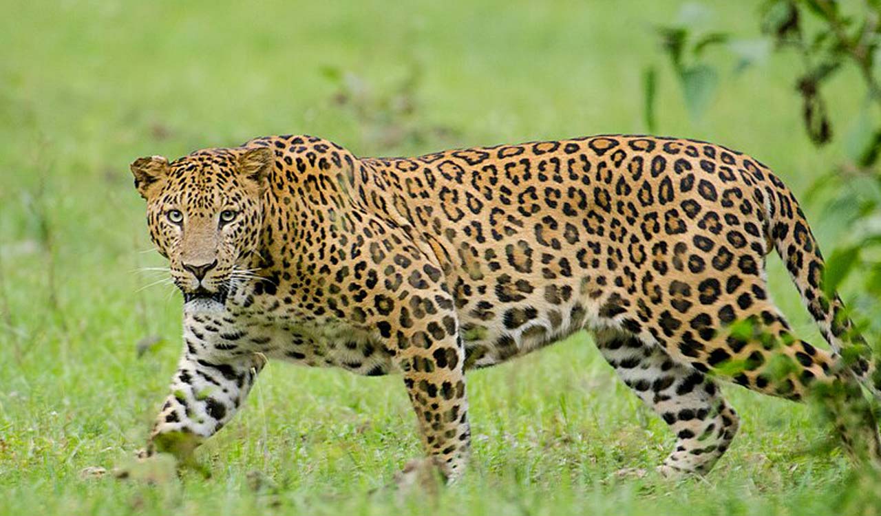 Leopard scare continues in Shamshabad-Telangana Today