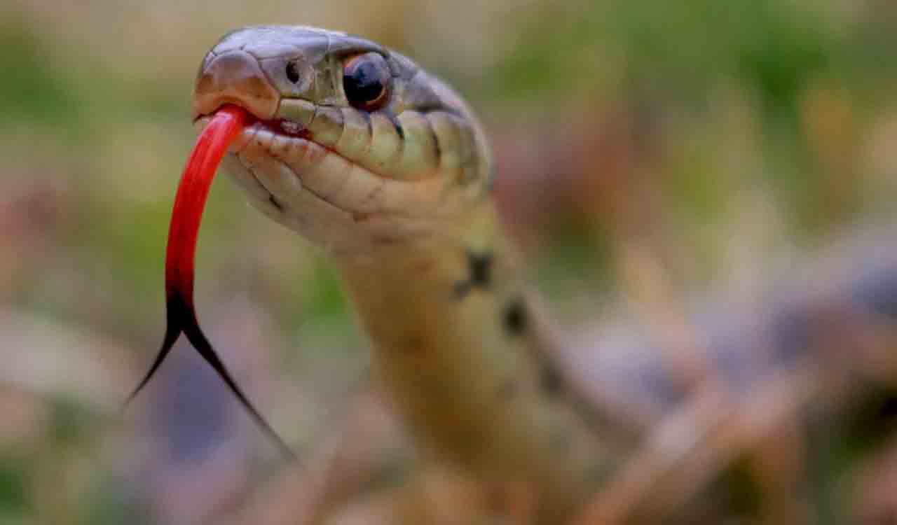 Bihar: Snake Bites Man Twice, Man Bites Back Thrice, Reptile Dies ...