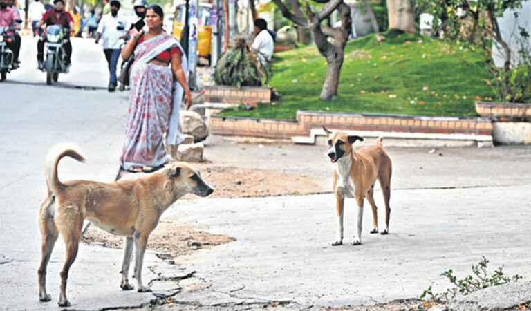 Stray dogs