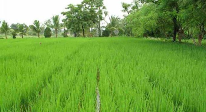 Telangana faces fertilizer shortage even as Kharif operations pick up pace