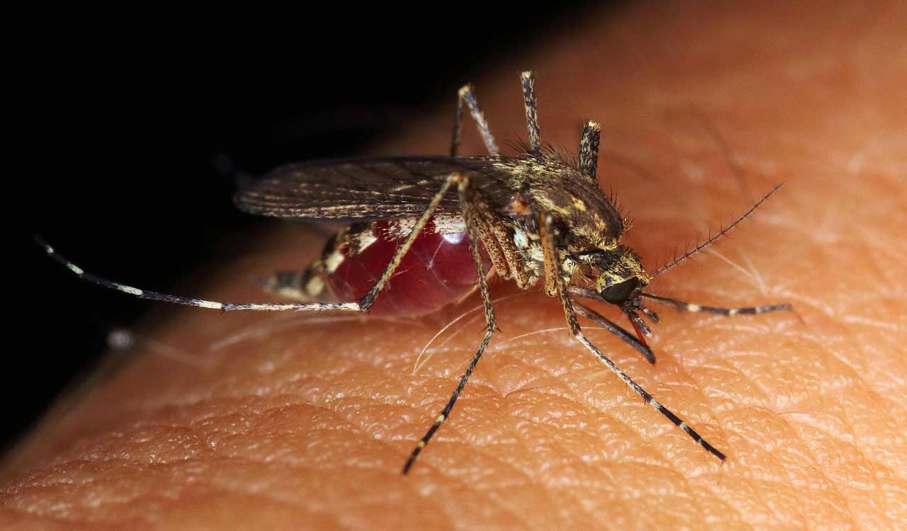 Bengaluru records first dengue death of season, 213 new cases