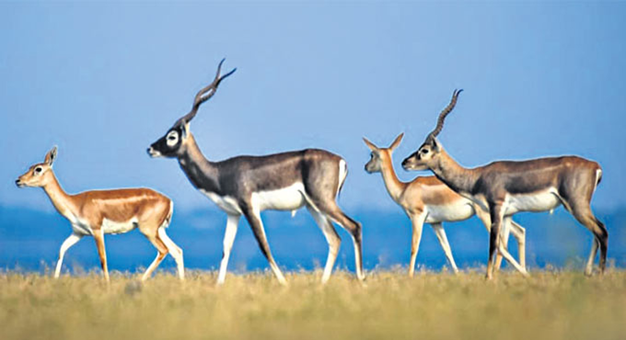 Blackbucks to get rescue centre in Narayanpet