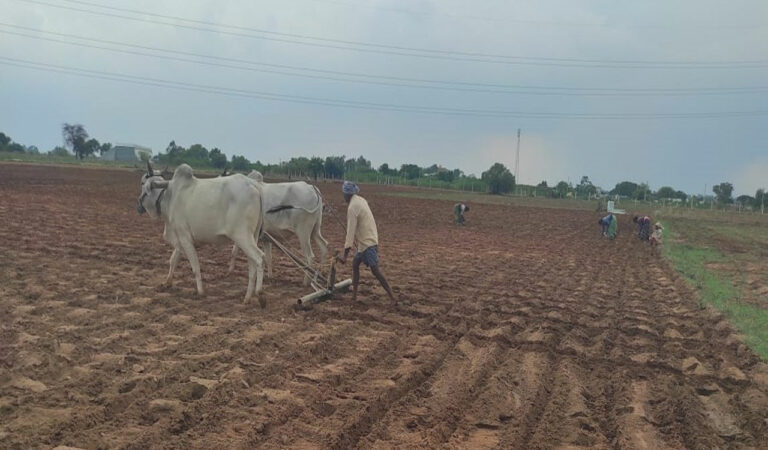 Cotton Farmer
