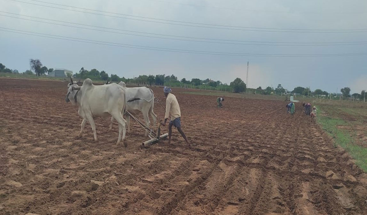 Continued dry spell leaves Medak, Siddipet cotton farmers a worried lot