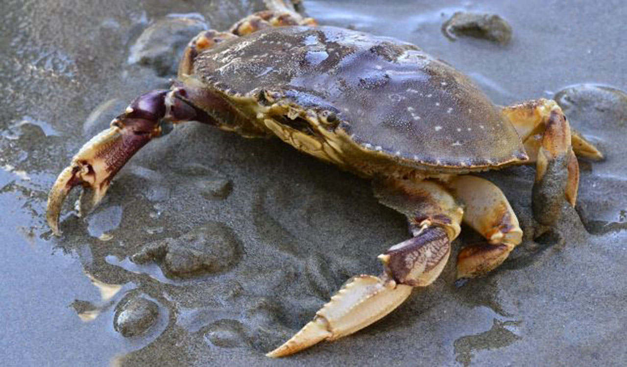 Bid to catch catch crabs goes wrong, 5 boys lose way on hill, rescued after 7 hours