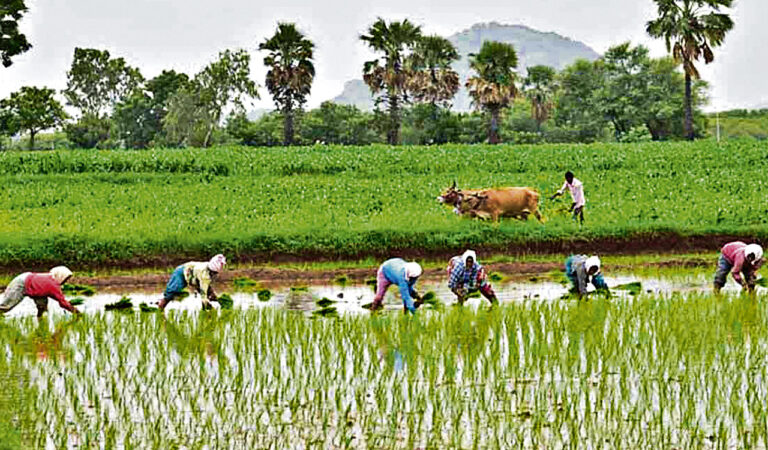 Unseasonal rains damage standing crops in Telangana's Karimnagar