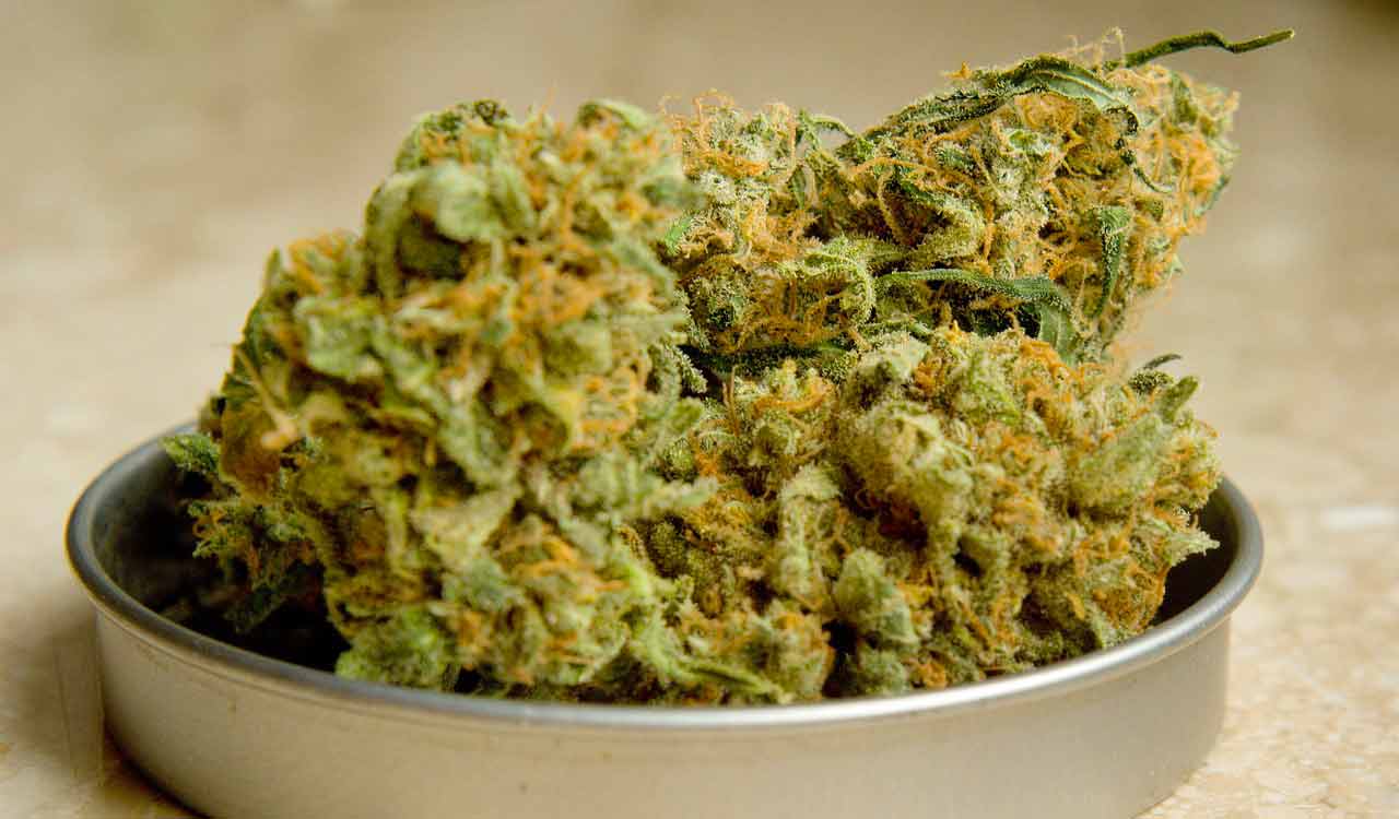 Cyberabad SOT seizes 3.8 kg ganja, arrests man in Dundigal