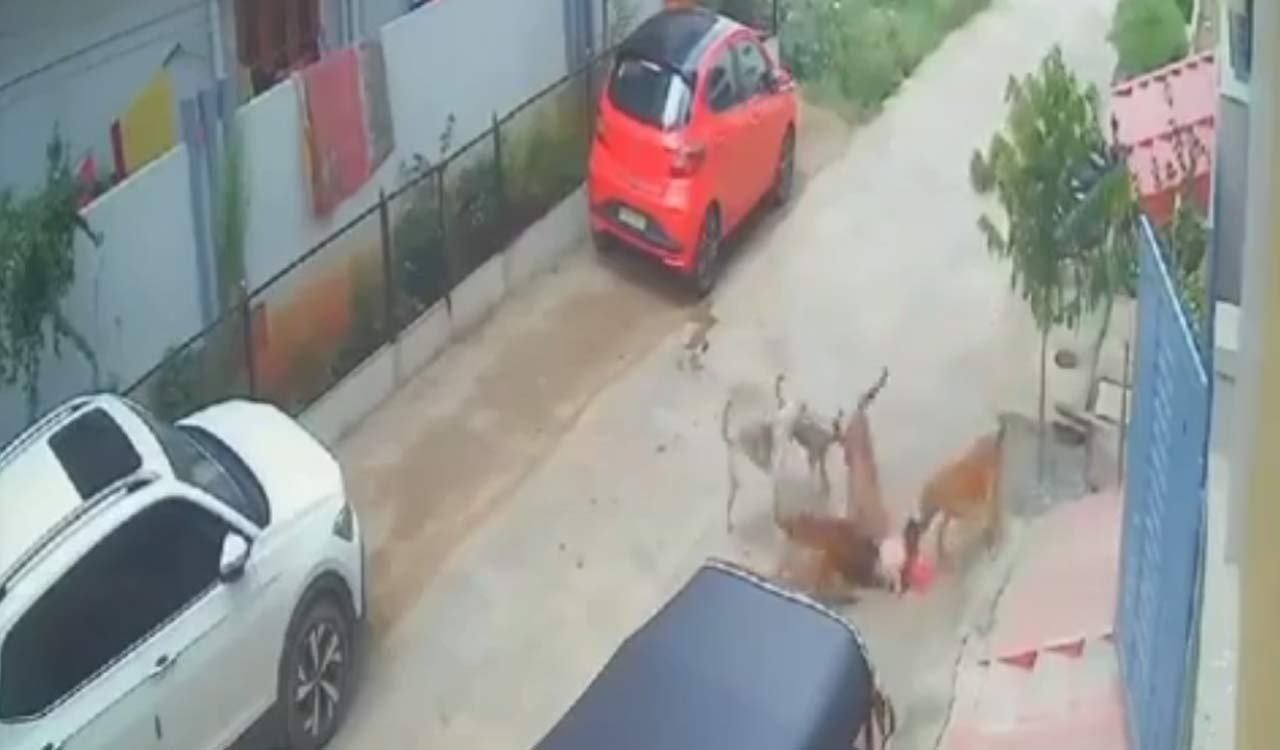 Watch: Stray dogs attack child playing outside home in Sangareddy