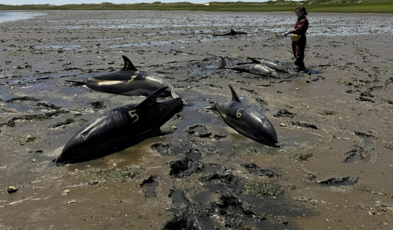 Dolphins