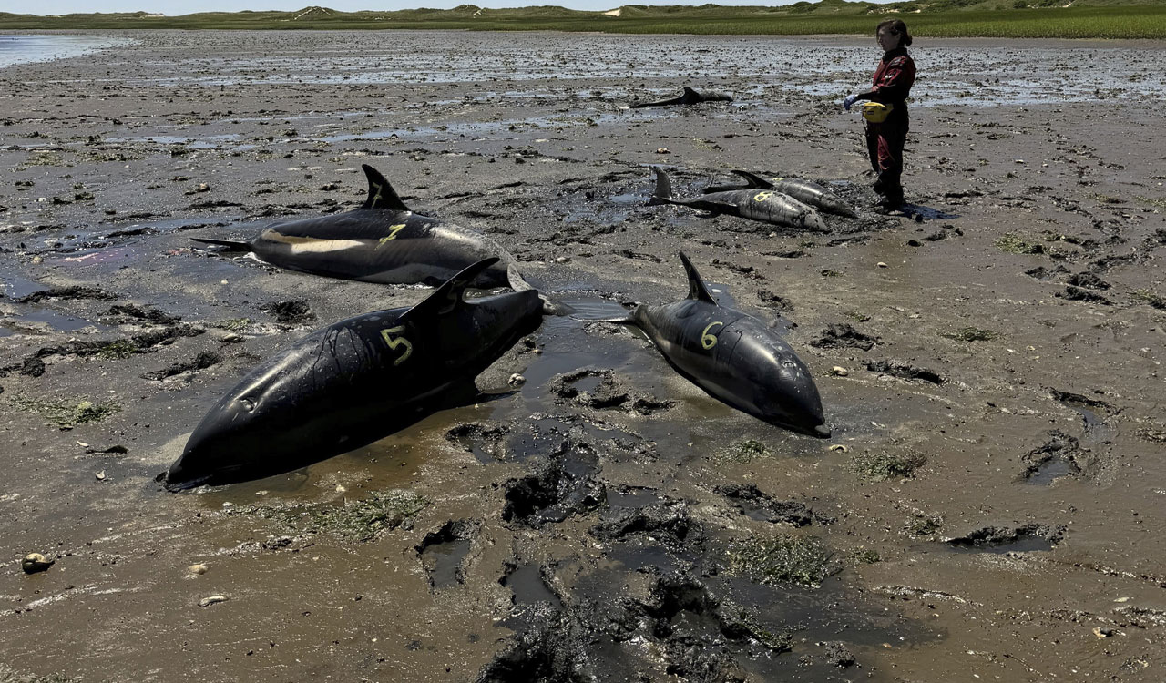 Dolphins mass stranding on Cape Cod ‘the largest’ in US history