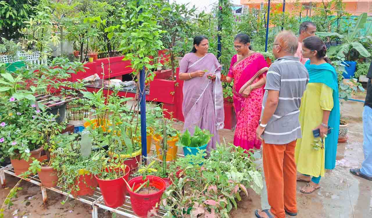 Farm on terrace: Doctor couple in Siddipet grows 800 plants at home
