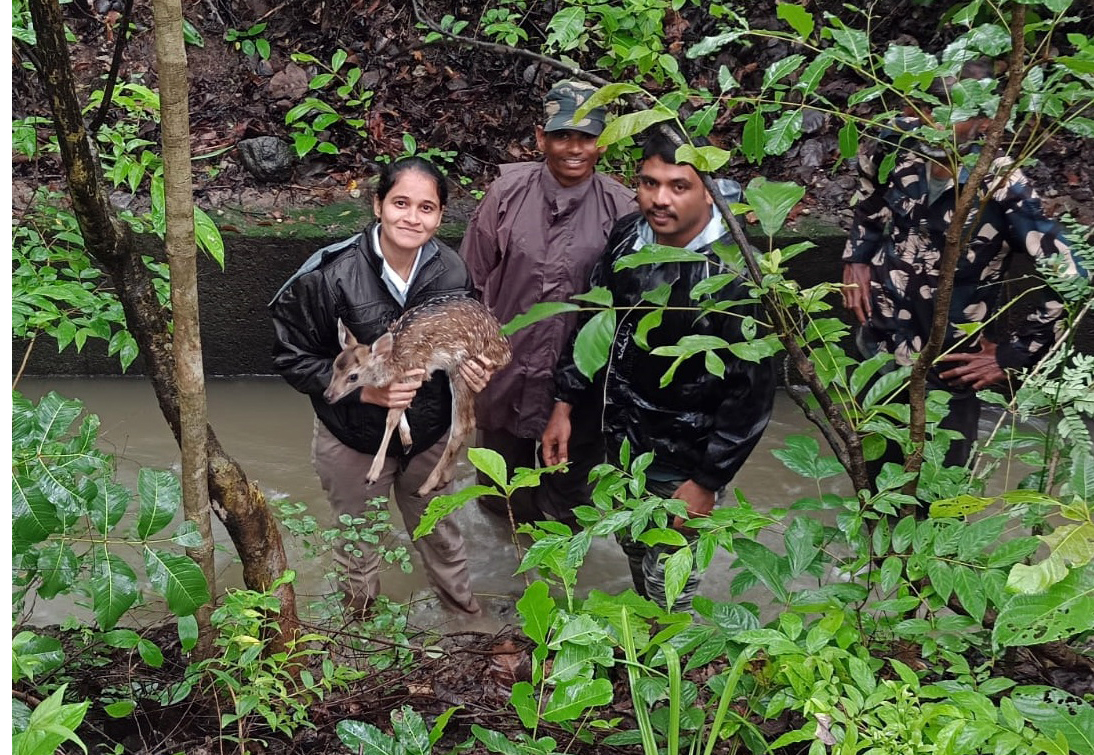 Fawn falls in canal, rescued in Mancherial