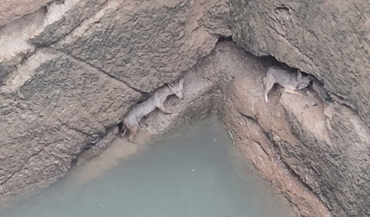 Forest officials rescued foxes from well in Jagtial