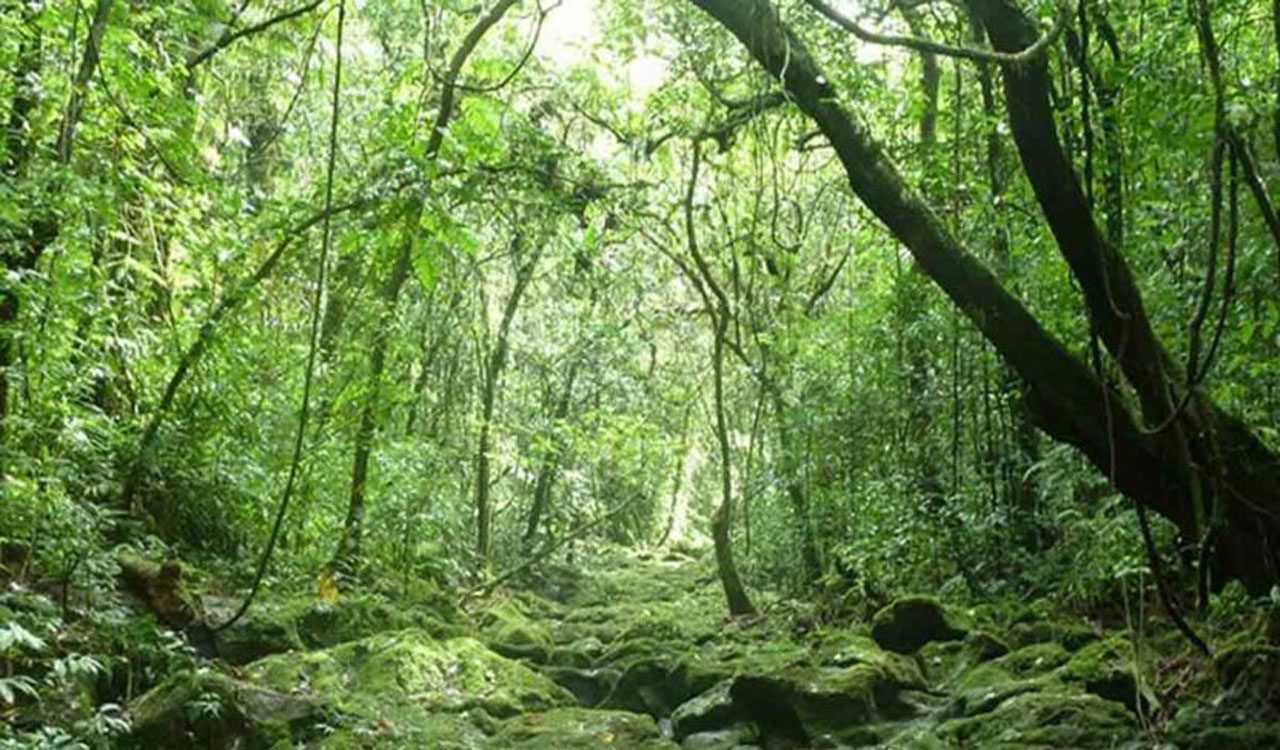 In a decade, India gained 2,66,000 hectares of forest area, finds report