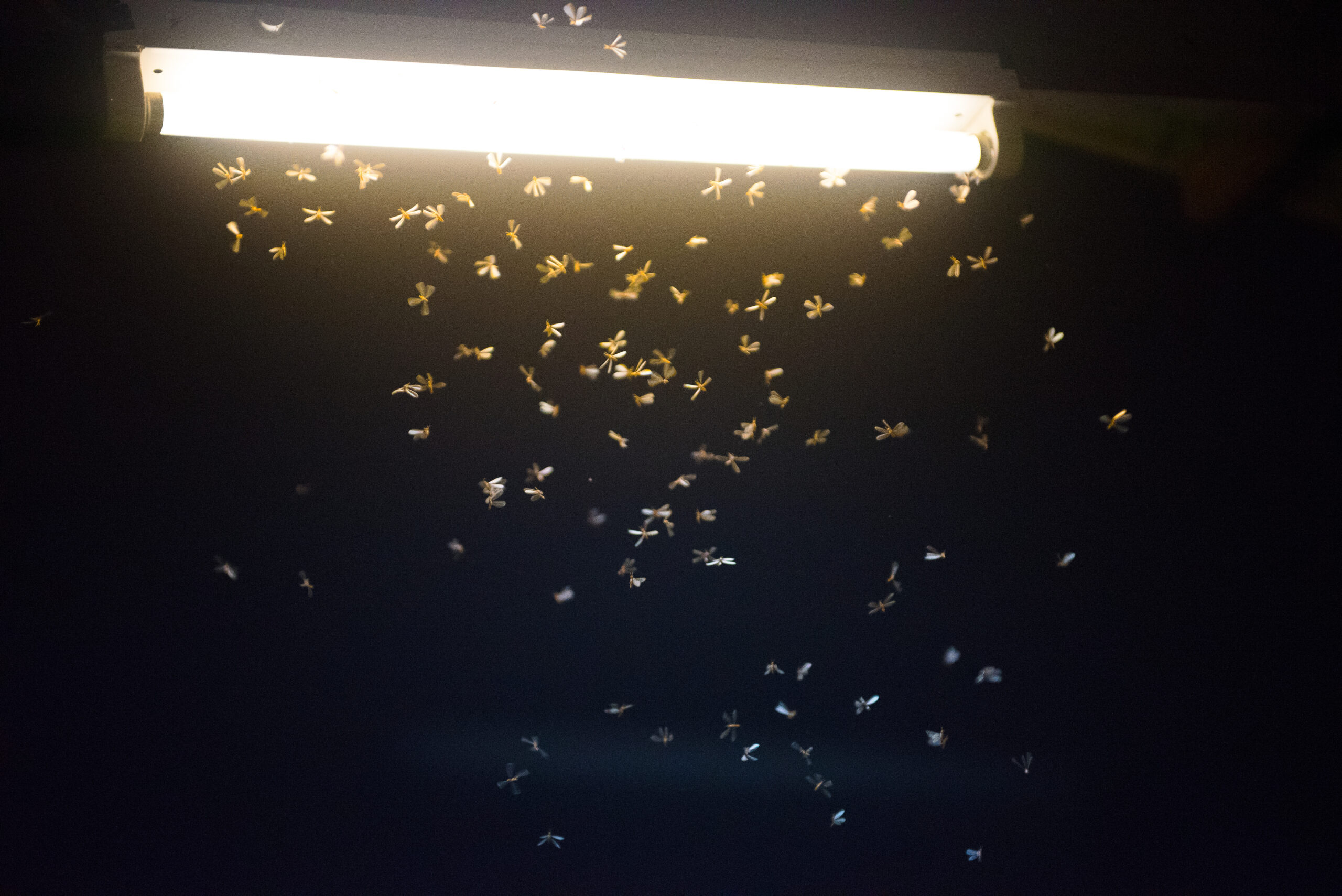 Do you know why insects are attracted to artificial lights?