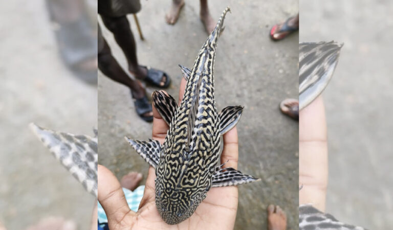 A Devil fish caught in a fisherman's net at Buruguguda hamlet under Gudem village in Chintalamanepalli mandal on Monday