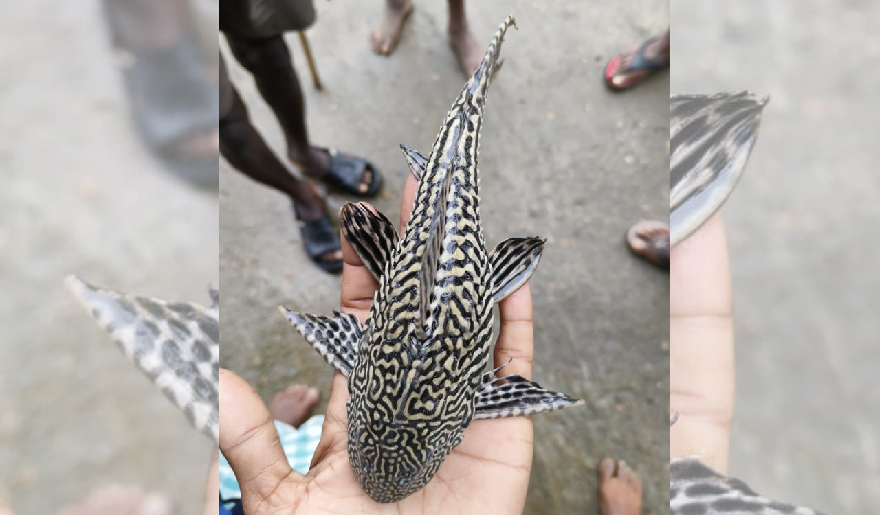 Cause of concern: Invasive Devil fish native to South America sighted in Pranahita river in Asifabad