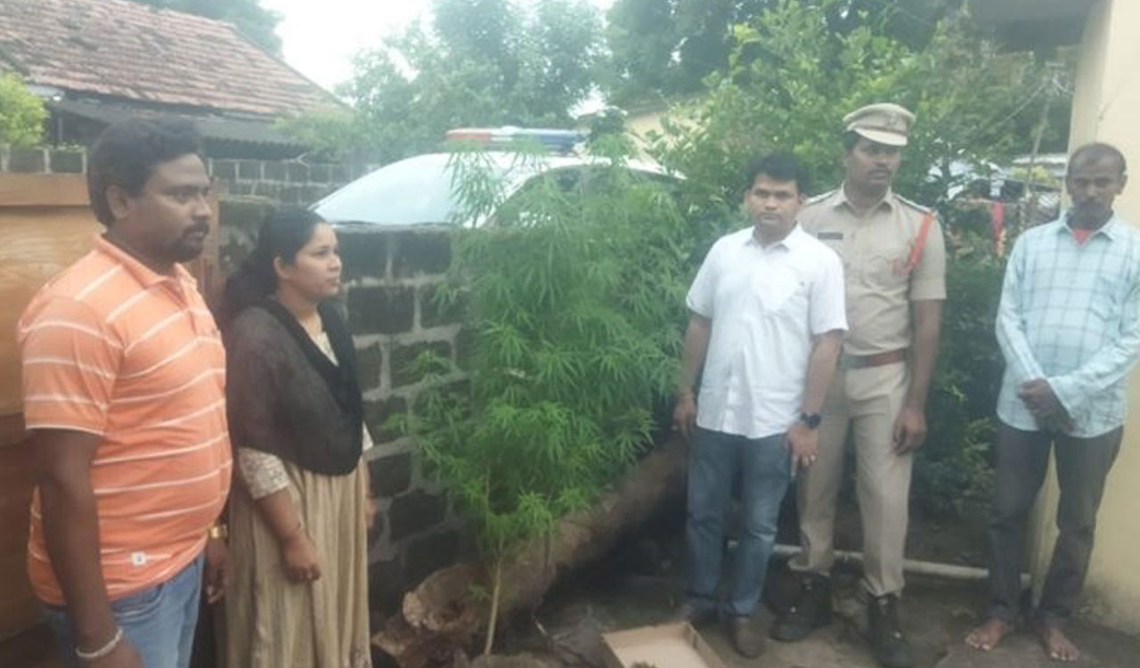 Mini cannabis farm run by father, son at home busted in Khammam