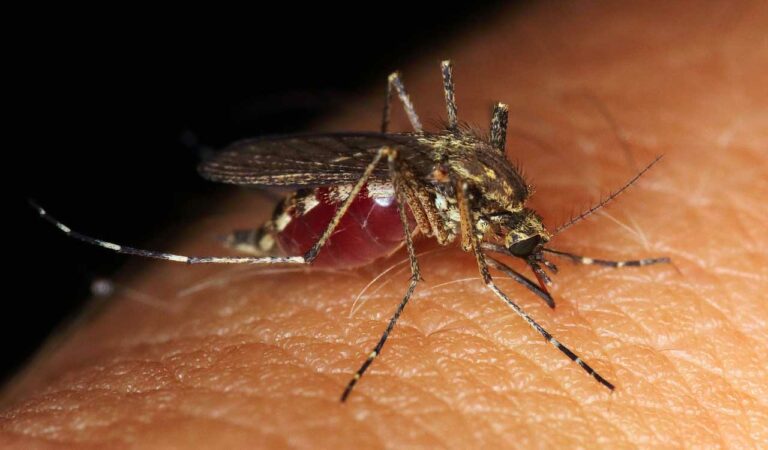 Dengue