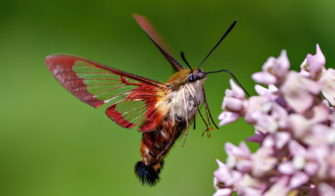Insect that mimics a bird