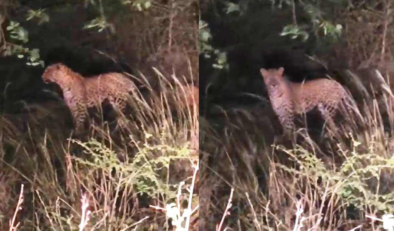 Telangana: Panic spreads as leopard sighted on roadside in Medak