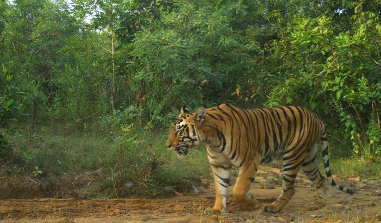 Tiger on the prowl in Asifabad; villagers urged not to venture deep ...