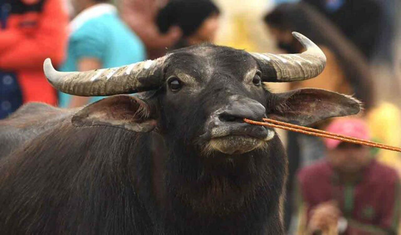 “Who owns the buffalo?” Uttar Pradesh cops let the buffalo decide its owner