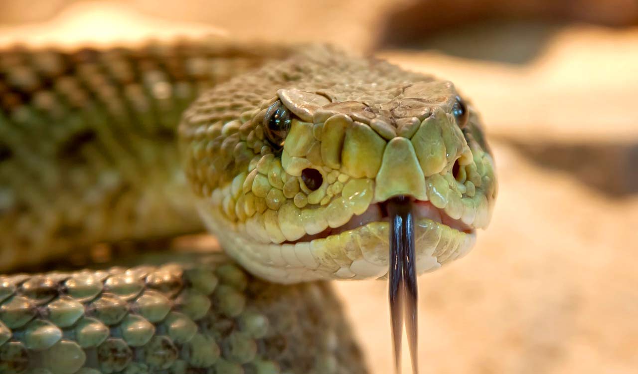 Man bitten by snake 7 times in 40 days; Investigation team formed