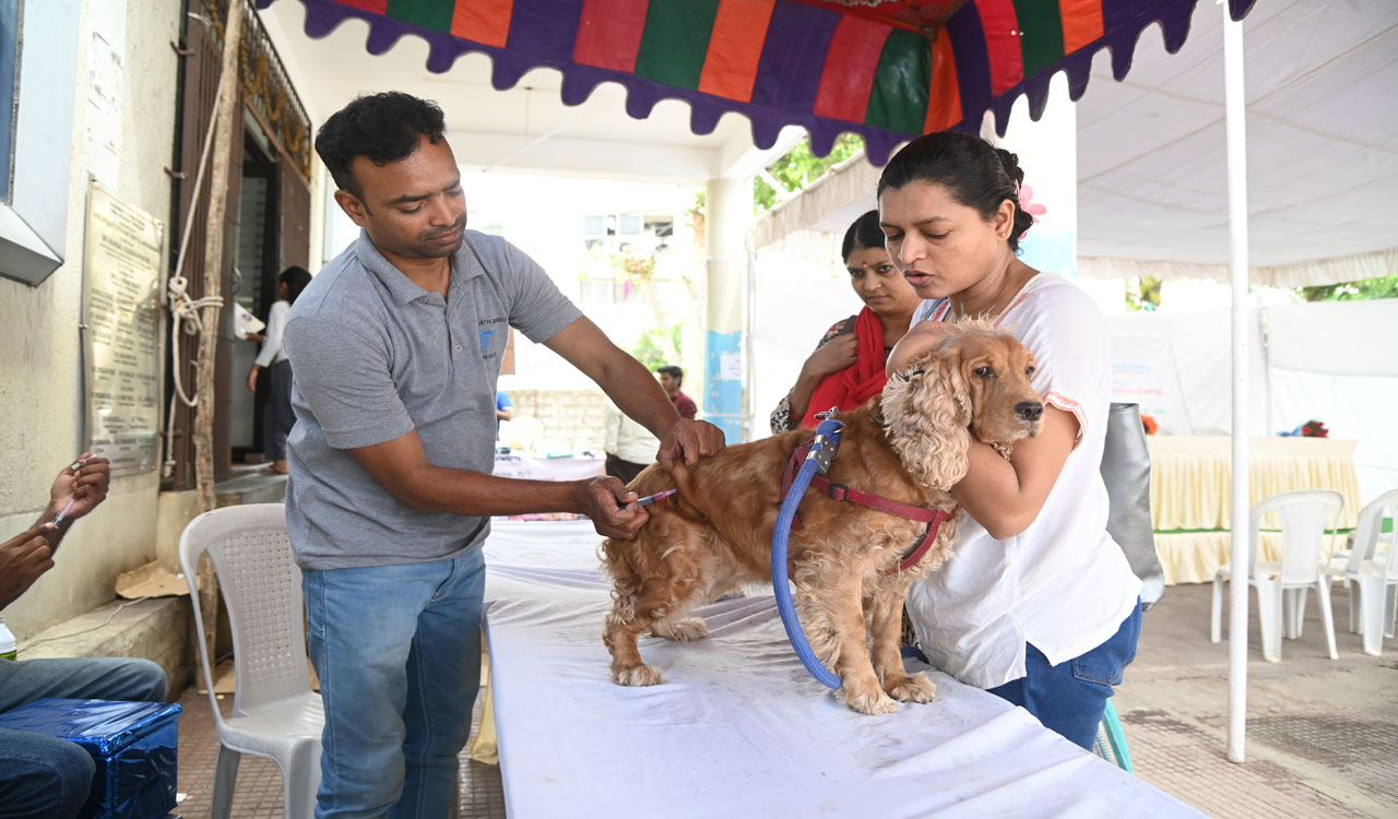 Hyderabad: 1,199 pet, stray dogs given anti-rabies shots on World Zoonoses Day