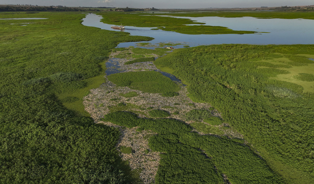 Industrial waste kills several tonnes of fish in Brazil’s Sao Paulo