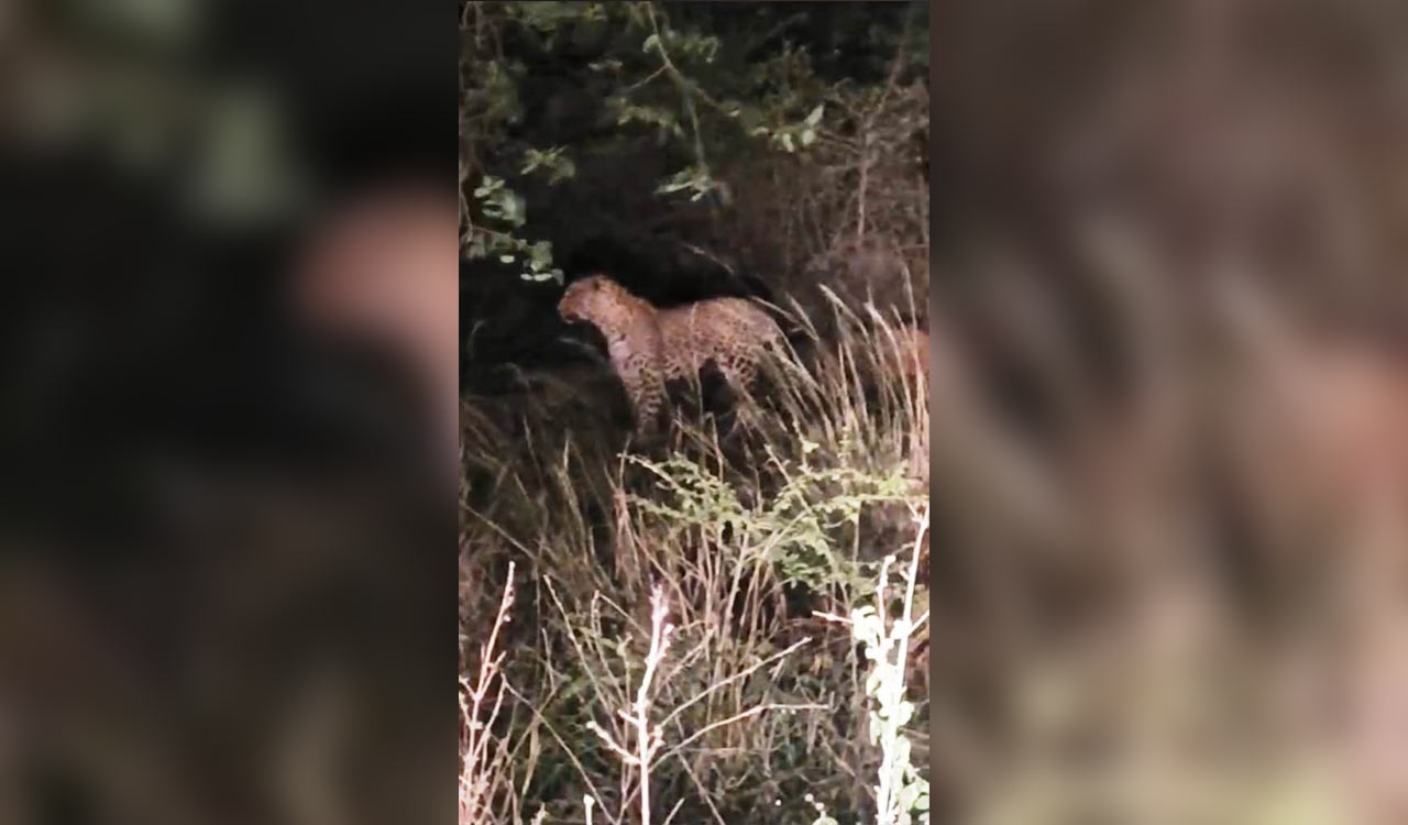 Medak: Leopard sighting in Medak spreads panic